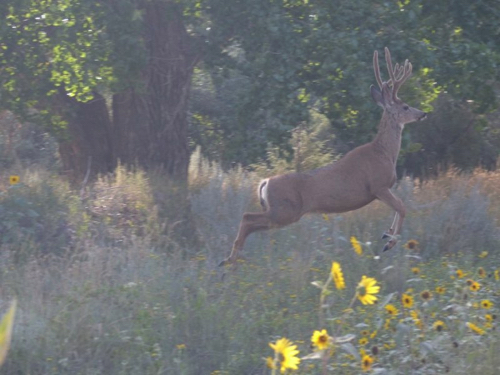 37 - Mule Deer Caught in Action